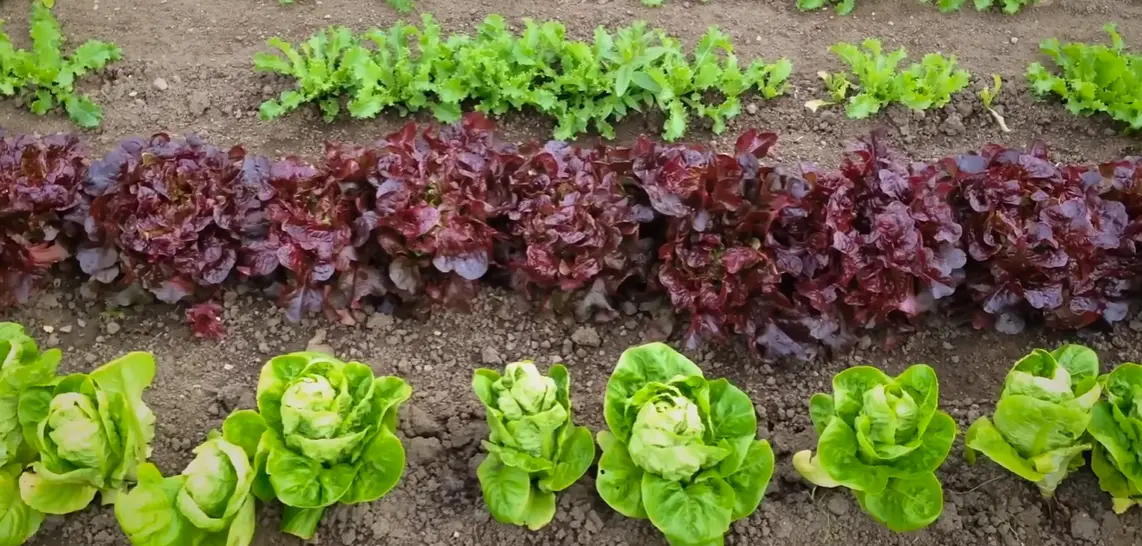 Best Time to Plant Lettuce