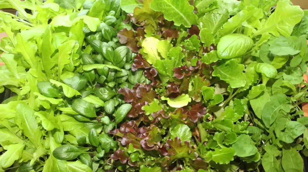 Best Time to Plant Lettuce