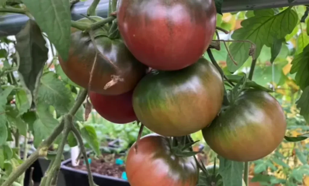 Black Krim Tomato Plant