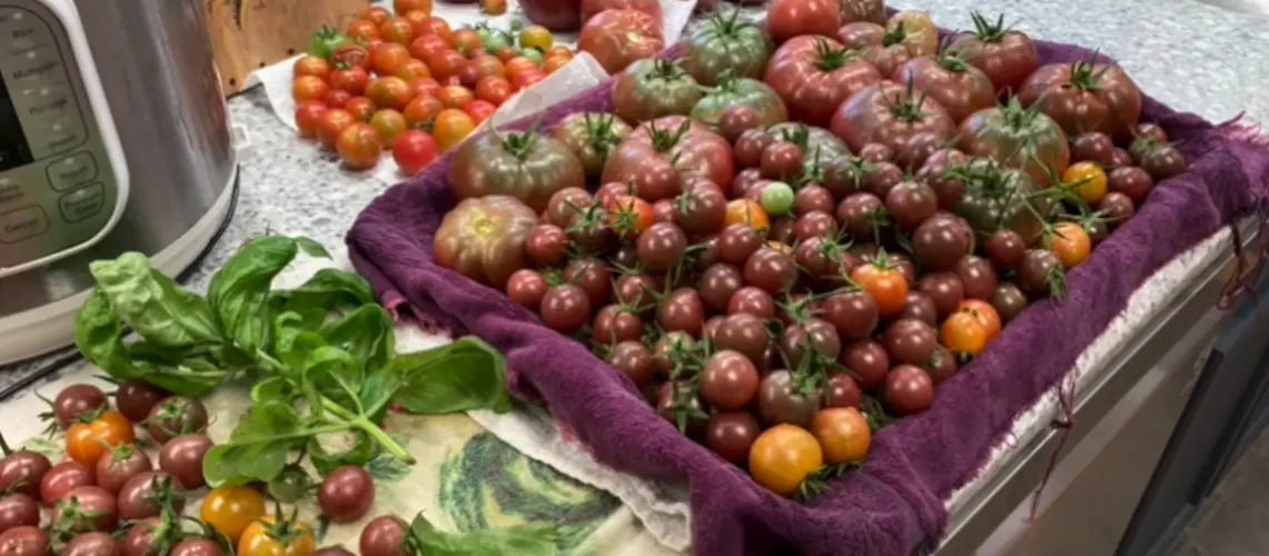 Black Krim Tomato Plant