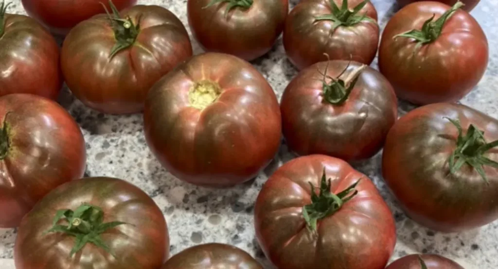 Black Krim Tomato Plant
