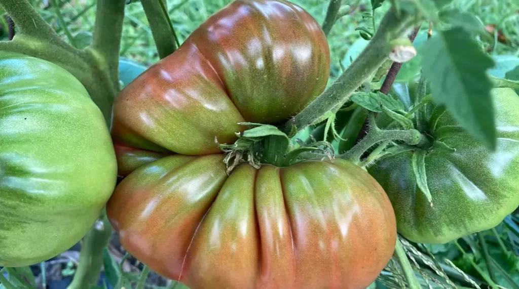 Black Krim Tomato Plant