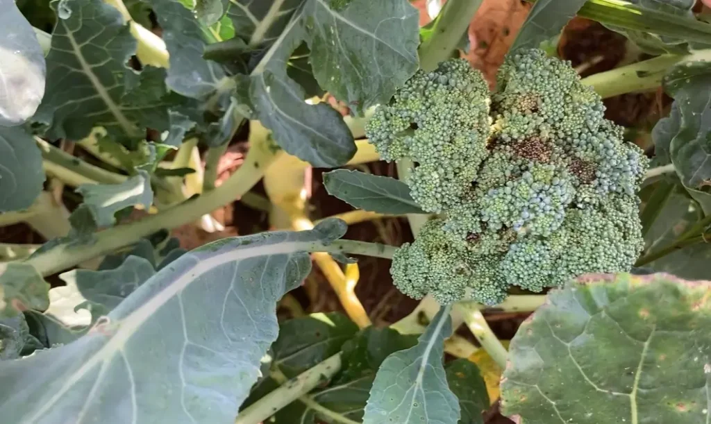 healthy broccoli leaf next to one with brown spots on broccoli for visual reference
