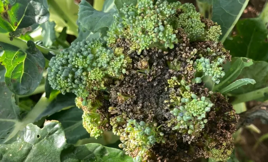 healthy broccoli leaf next to one with brown spots on broccoli for visual reference
