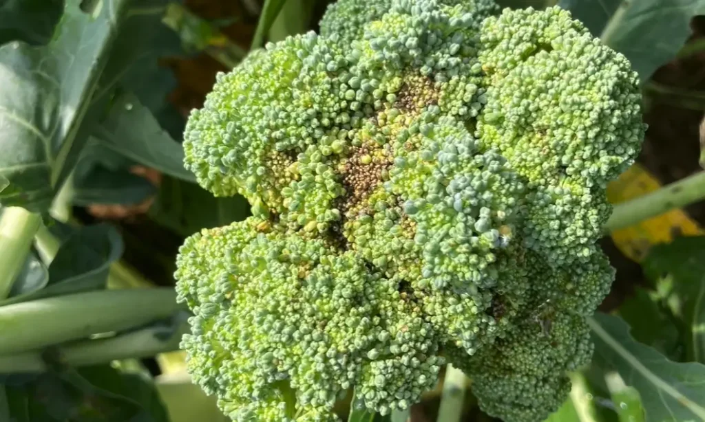 close up of broccoli leaf with brown spots on broccoli indicating disease or nutrient issue