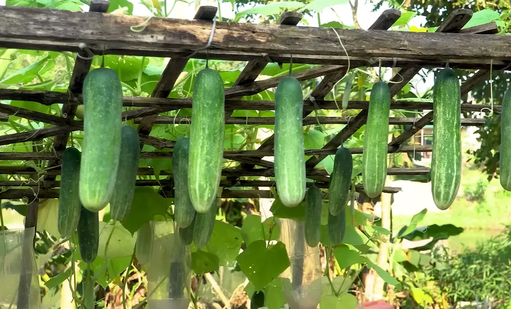Can Cucumbers And Tomatoes Be Planted Together