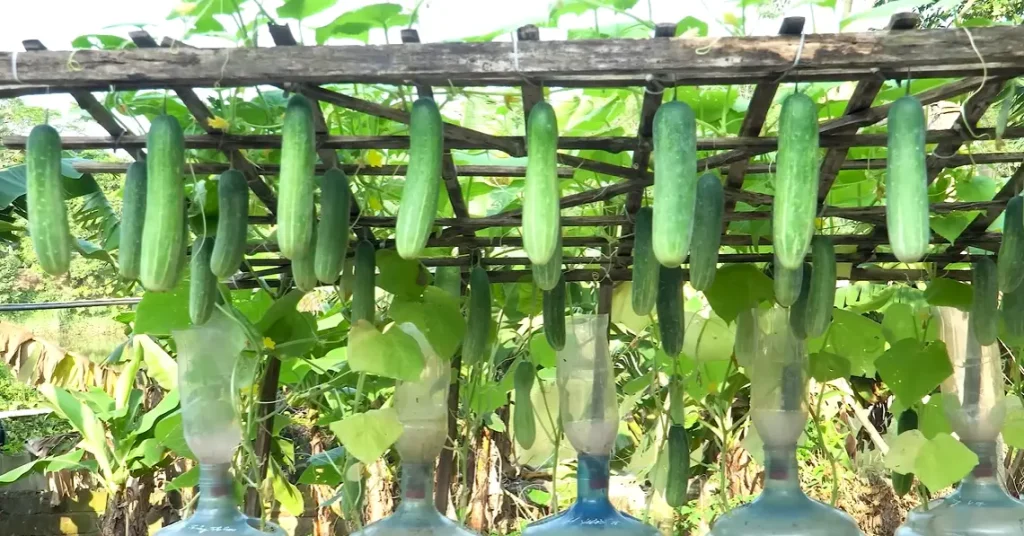 Can Cucumbers And Tomatoes Be Planted Together