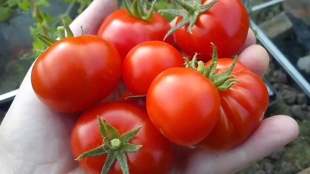 Can Cucumbers And Tomatoes Be Planted Together