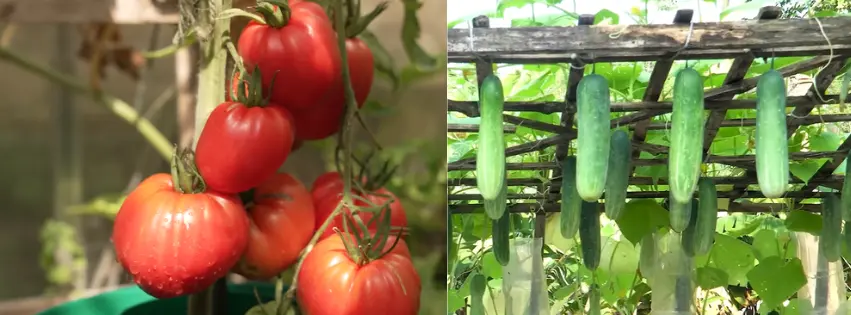 Can Cucumbers And Tomatoes Be Planted Together