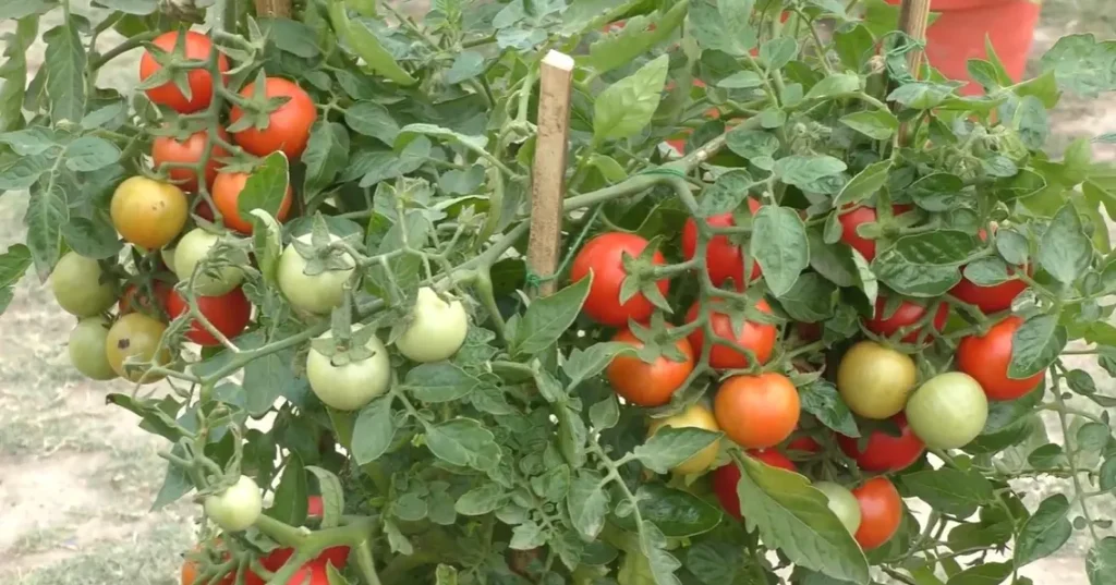Can You Grow Tomatoes Indoors