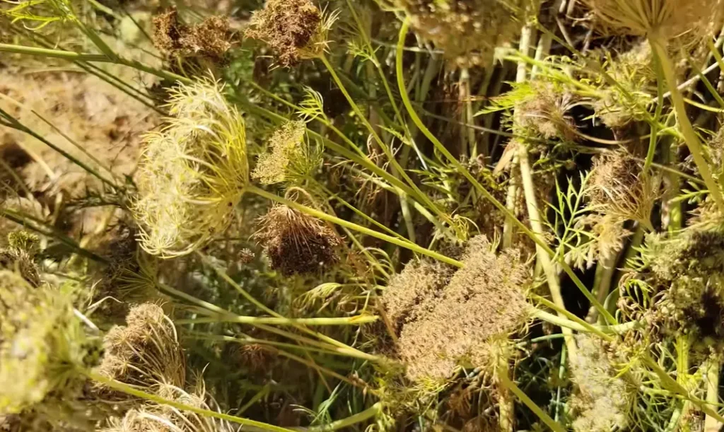 Carrot Seeds for Planting