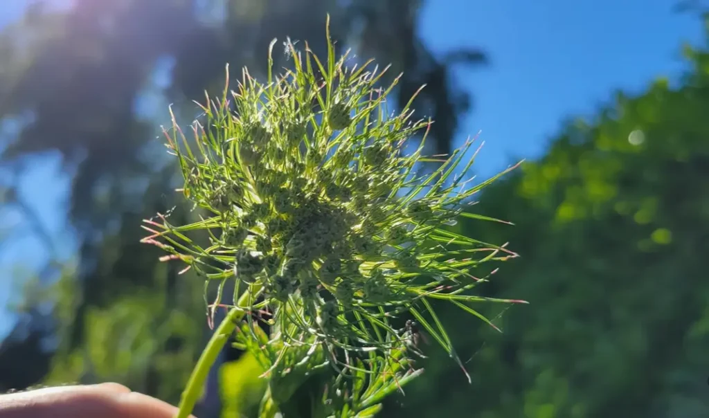 Carrot Seeds for Planting