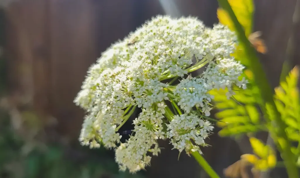 Carrot Seeds for Planting