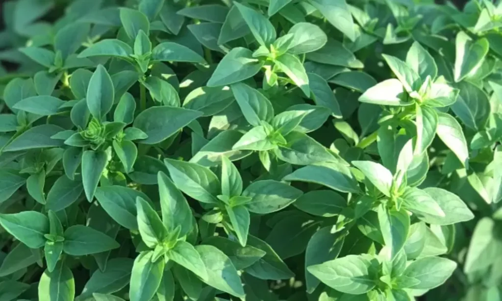 Companion Plants for Eggplant