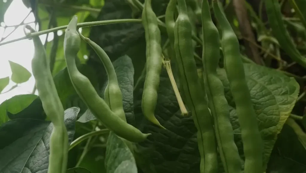 Companion Plants for Eggplant