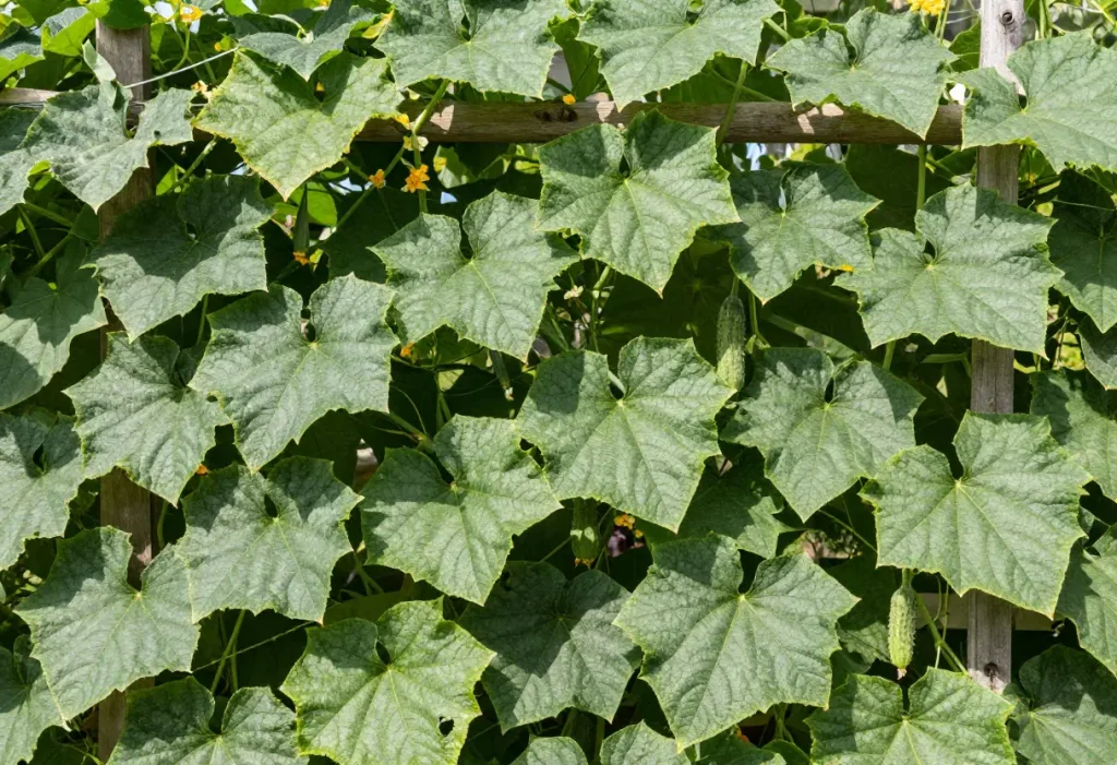 Cucumbers Grow on Trellis: Mature cucumbers supported by strings and trellis in a backyard garden.