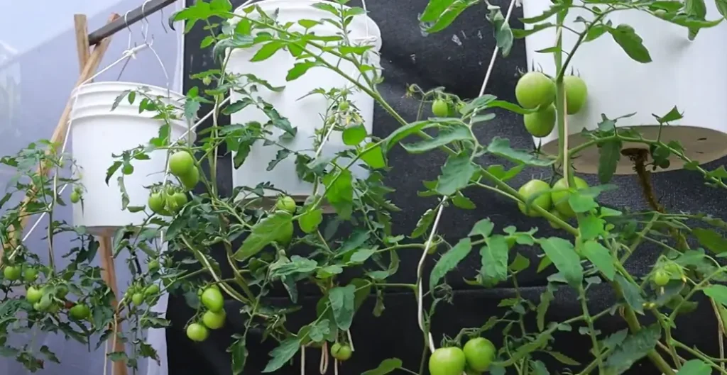 Five Gallon Bucket Tomato Growing