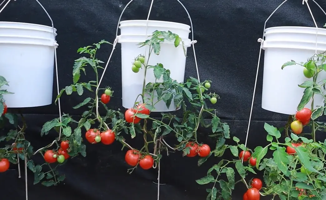 Five Gallon Bucket Tomato Growing