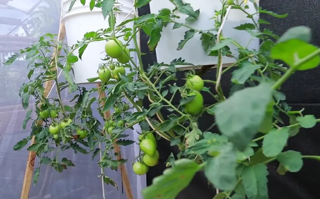Five Gallon Bucket Tomato Growing