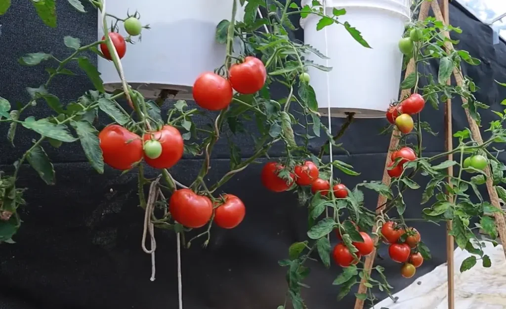Five Gallon Bucket Tomato Growing