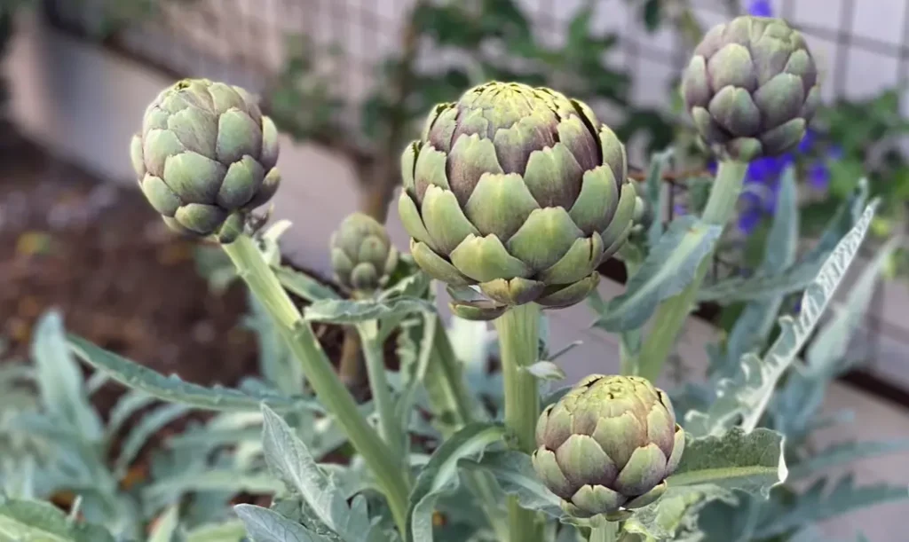 Green Globe Artichoke Seeds