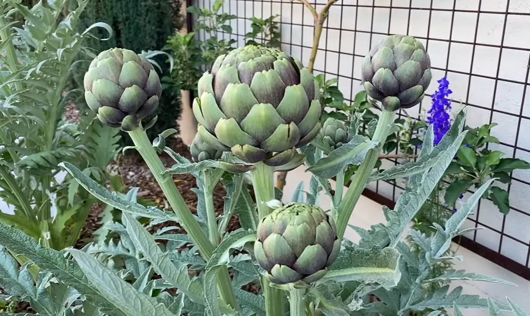 Green Globe Artichoke Seeds