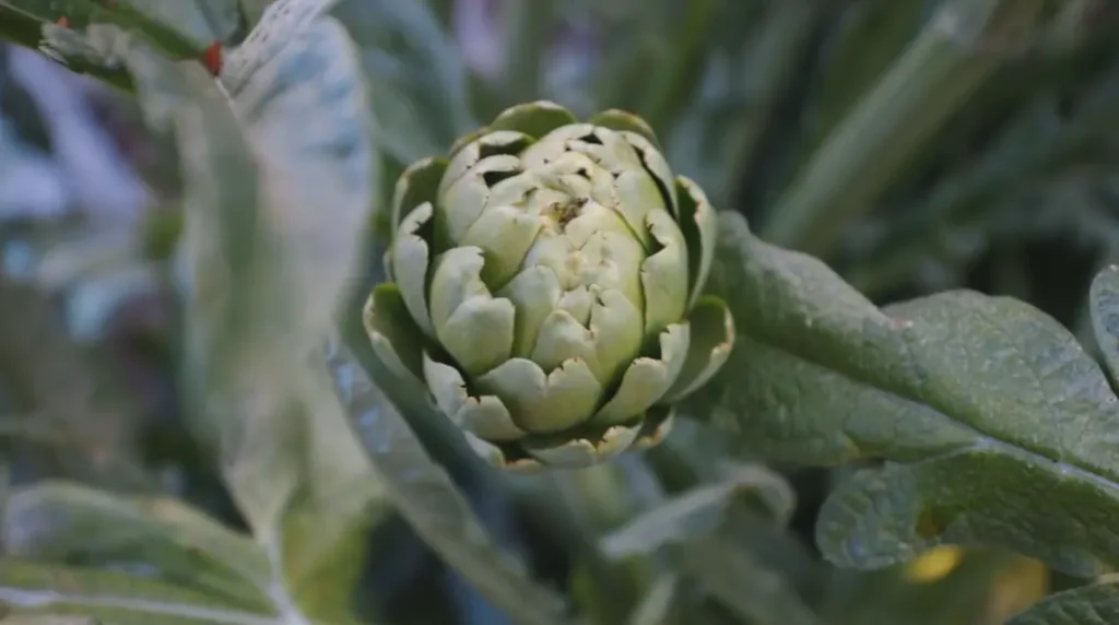 Green Globe Artichoke Seeds