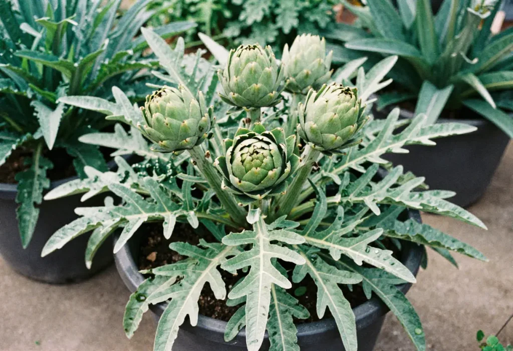 Growing Artichokes in Containers
