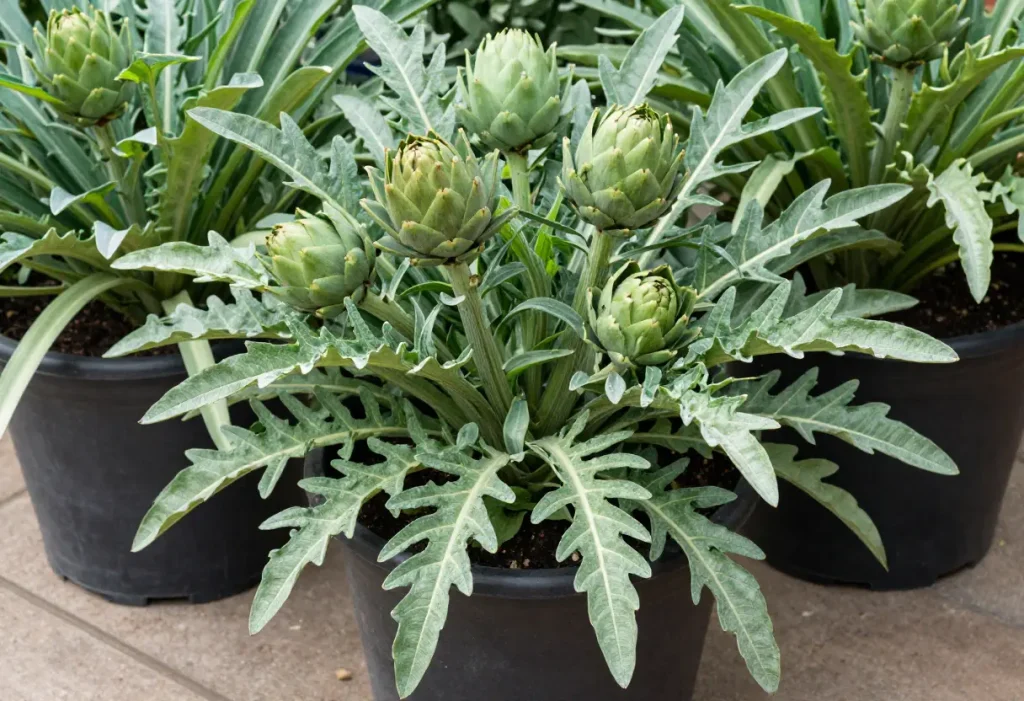 Growing Artichokes in Containers