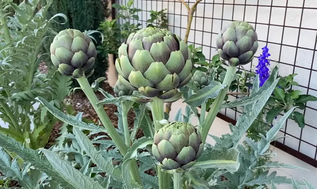 Growing Artichokes in Pots