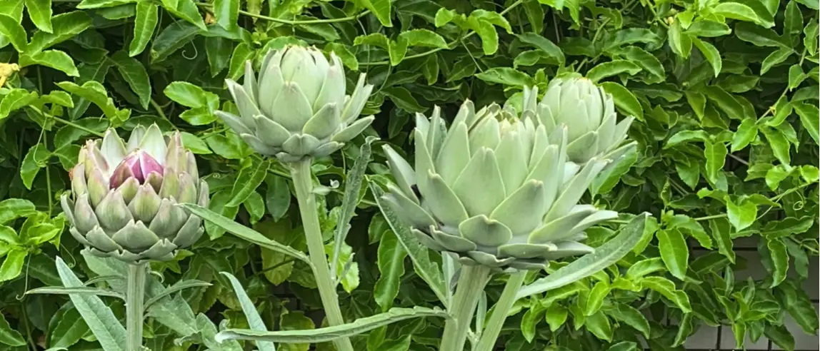 Growing Artichokes in Pots