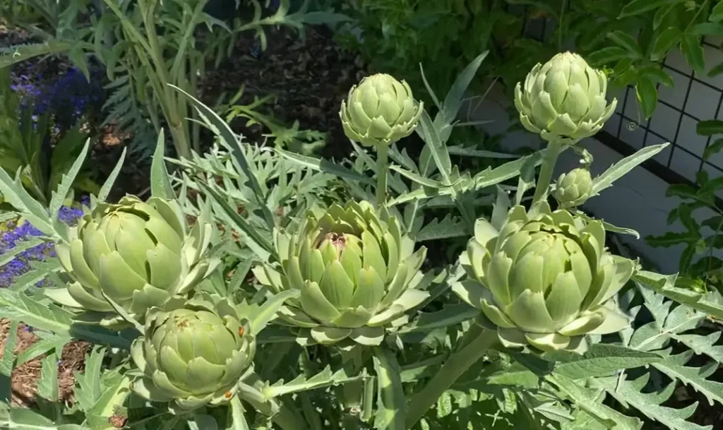 Growing Artichokes in Pots