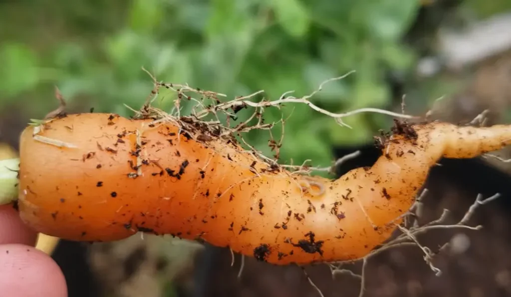 Growing Carrots in Containers
