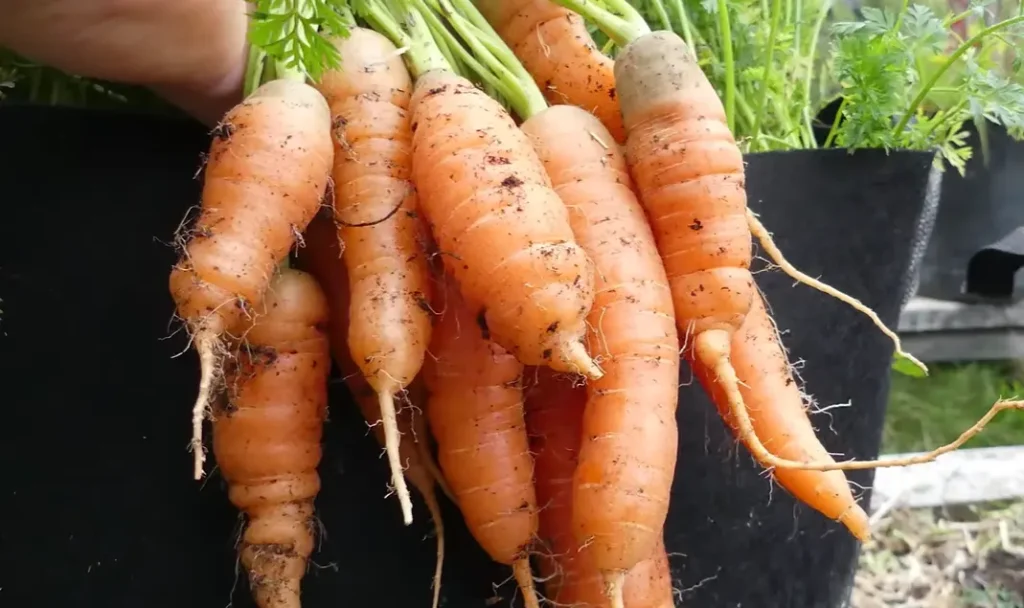 Growing Carrots in Containers