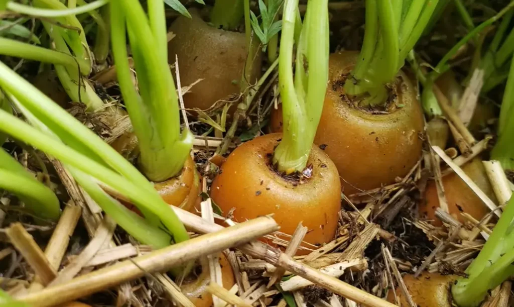 Growing Carrots in Containers