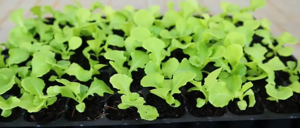 Growing Lettuce in Containers