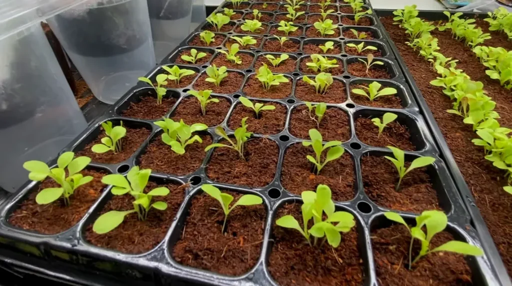 Growing Lettuce in Containers