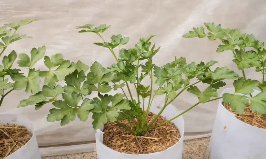 Growing Parsley in Containers