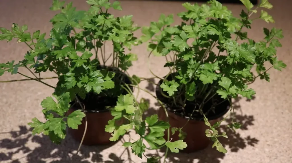 Growing Parsley in Containers
