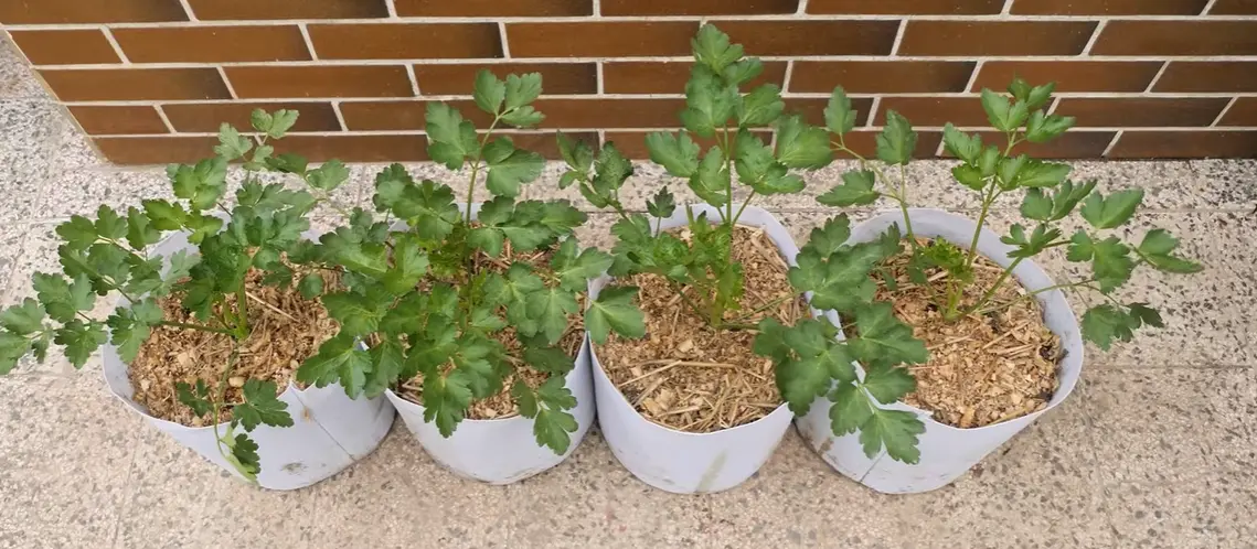 Growing Parsley in Containers