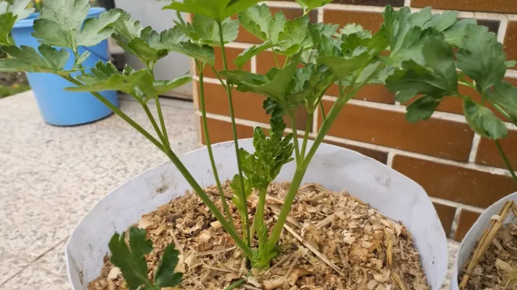 Growing Parsley in Containers