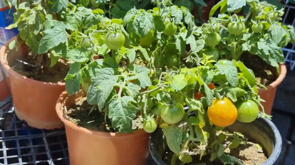 Growing Tomatoes in Containers