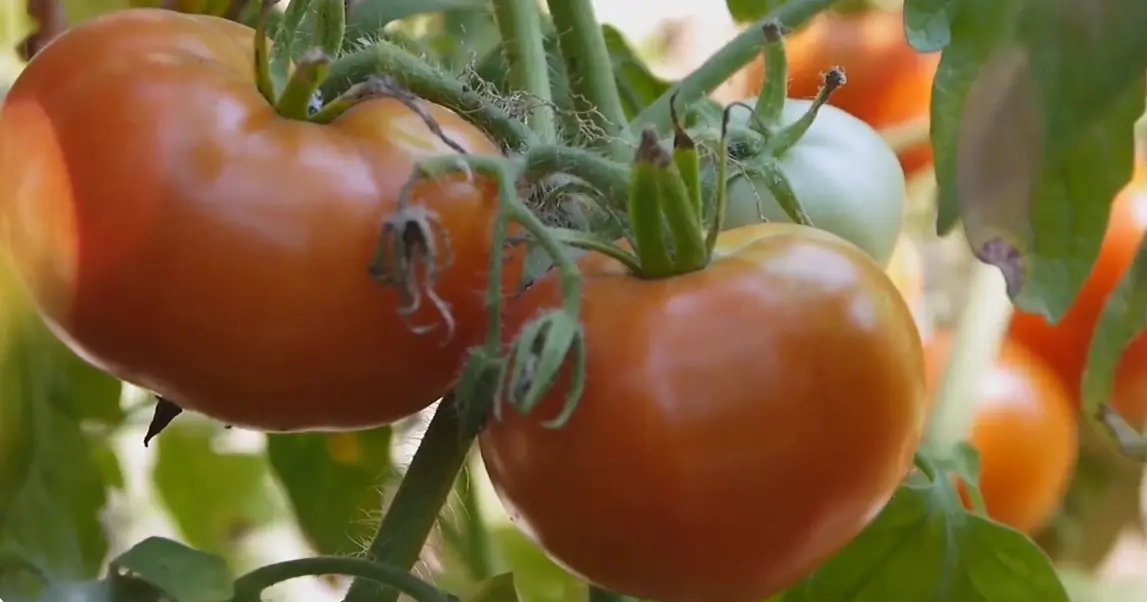 Growing Tomatoes in Containers