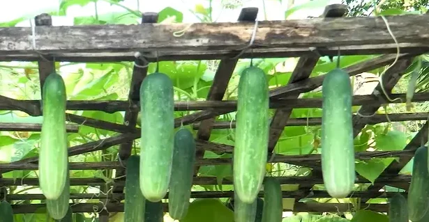 Close-up of cucumbers growing on a potted plant, illustrating How Do I Grow Cucumbers in Pots successfully.