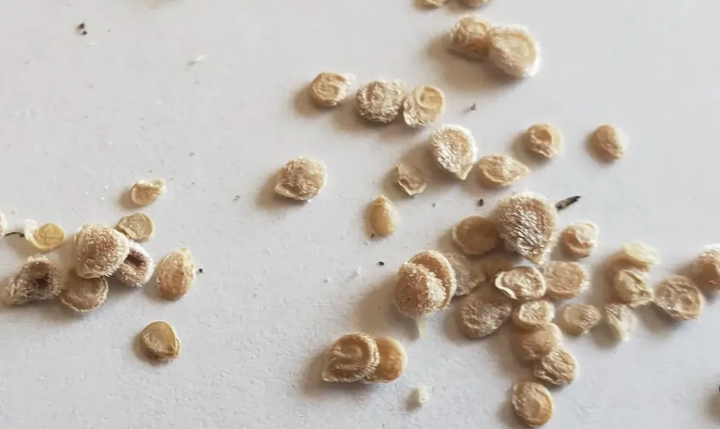 How Do I Save Seeds from a Tomato