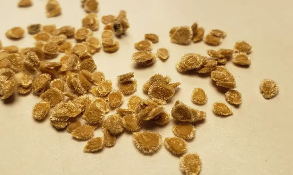 How Do I Save Seeds from a Tomato