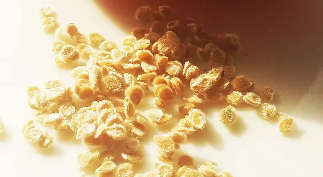 How Do I Save Seeds from a Tomato