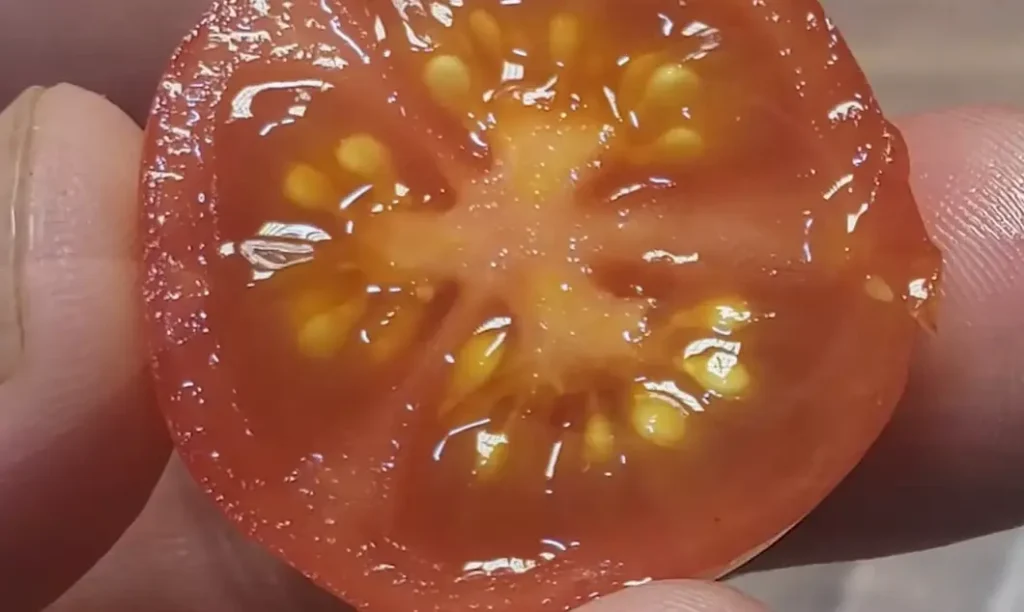 How Do I Save Seeds from a Tomato