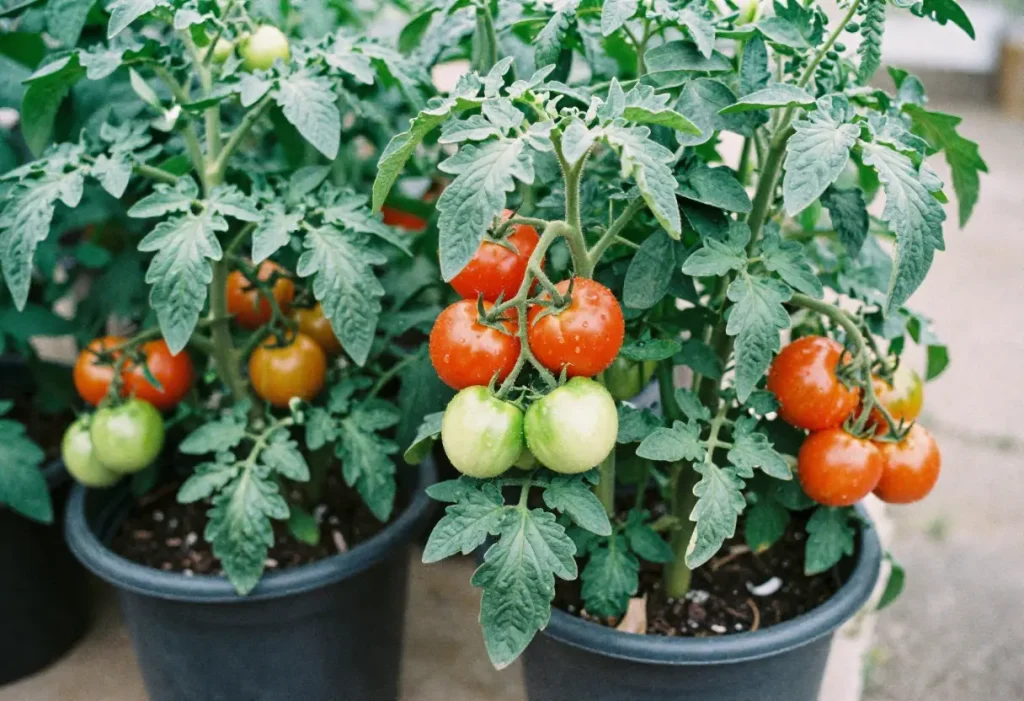 Close-up of ripe tomatoes on a potted plant, illustrating How Do You Grow Tomato Plants in Pots successfully.