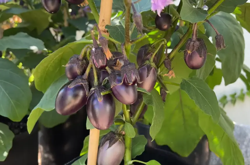 How Do You Pick an Eggplant